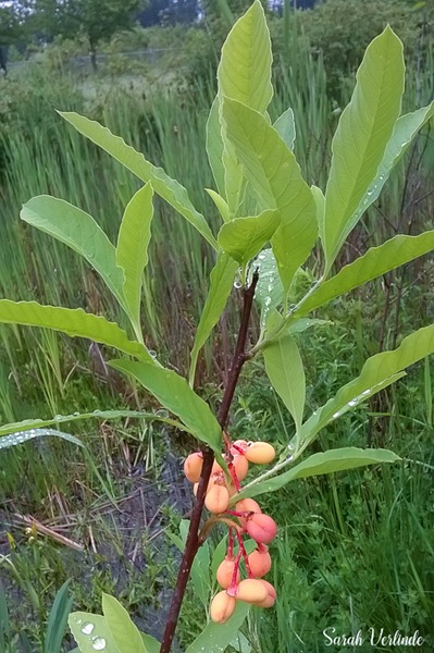 Osoberry with orange berries