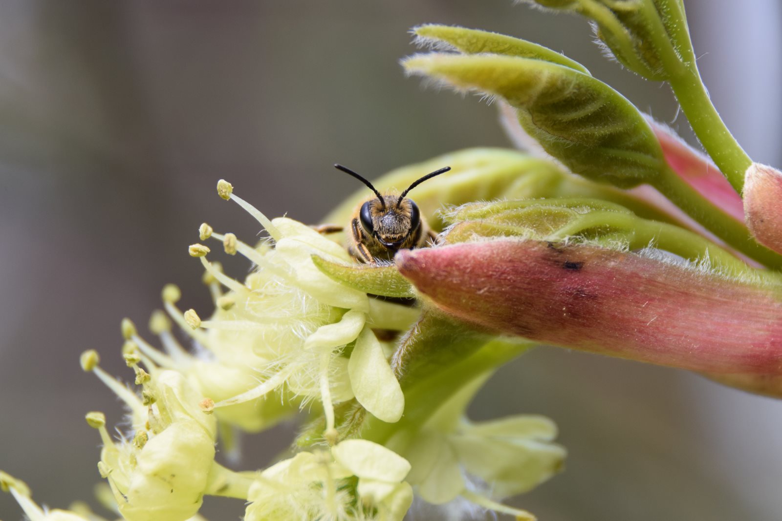 Bee close-up