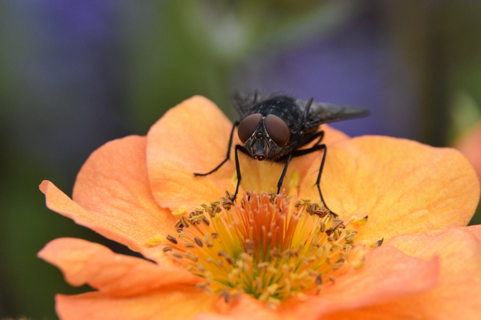 A fly on a flower