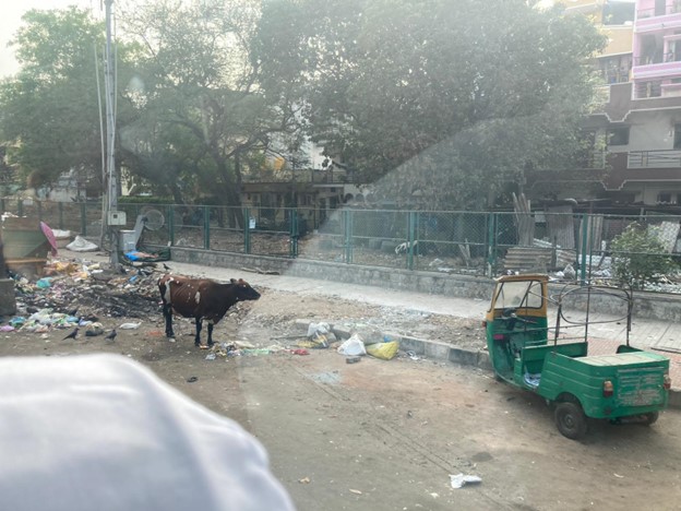 A cow and vehicle on the street
