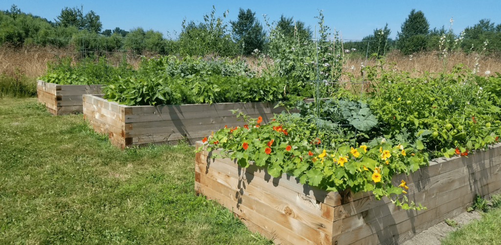 Raised garden beds at the campus farm