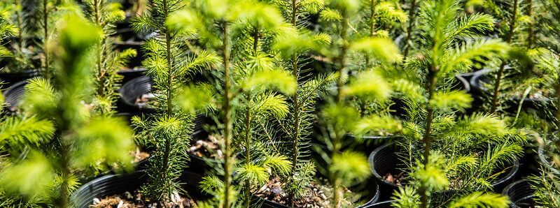 rows of tree saplings in pots