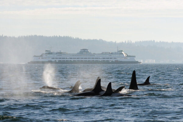 Orcas with a ferry in the background.