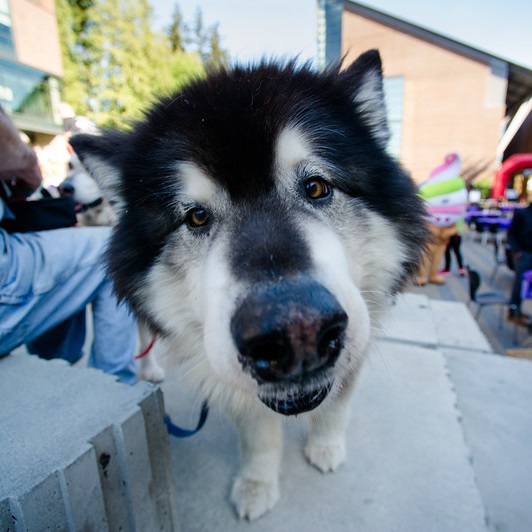 Husky pup looks straight at camera while at UW Bothell campus