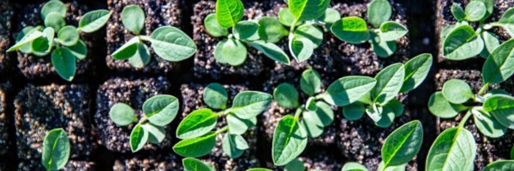 seedlings being planted in fresh soil