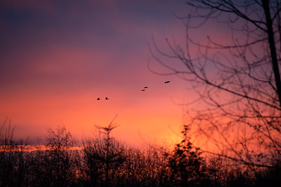 sunrise over the wetland with birds flying by