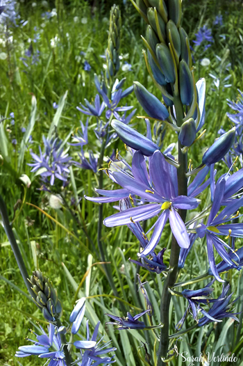 tall purple flowers of great camas bulb