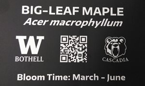 Example of a plant tag for a big leaf maple