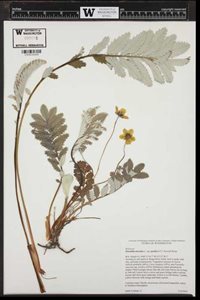 UW Bothell Herbarium finished specimen showing information placard, herbarium stamp, accession number, and barcode8