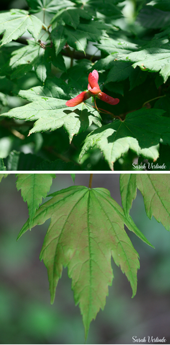 vine maple leaves and red seed pod