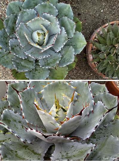 Images of agave cacti