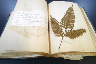 book containing pressed plant specimens