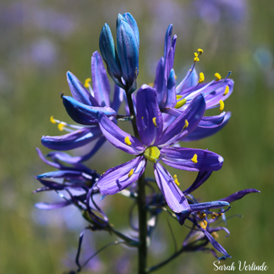 The smaller, brighter purple flowers of common camas