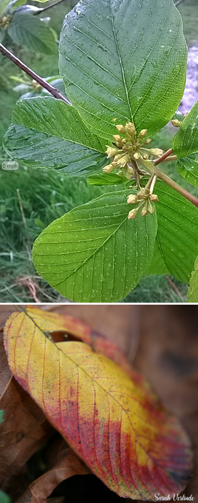 top: Cascara leaves and flower buds in spring bottom: cascara leaves turning colors in fall