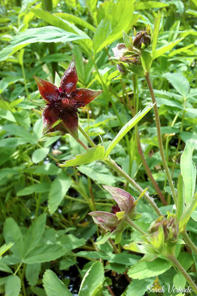 Red star-flower of purple marshlocks