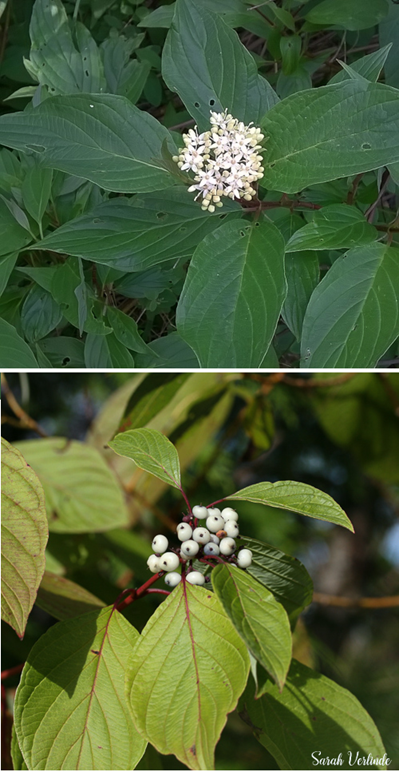 dogwood leaves and white berries and flowers