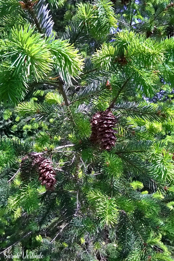 close up of doug fir needles and cones