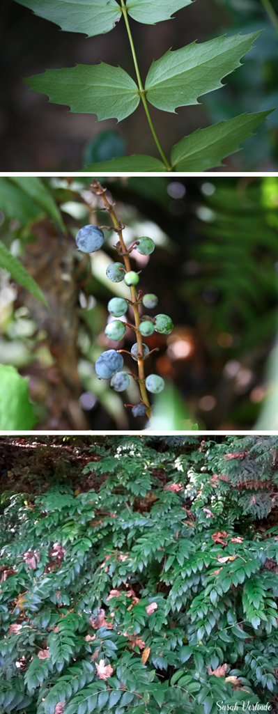 top: close up or oregon grape. Middle: oregon grape berries. Bottom: cluster of oregon grape