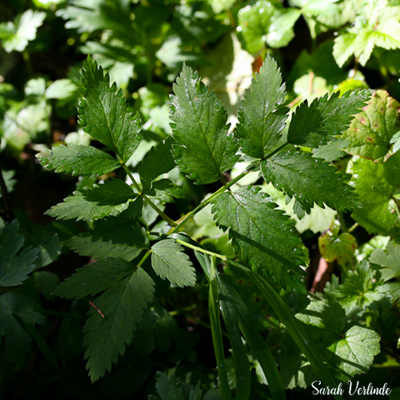 leaves of water parsley