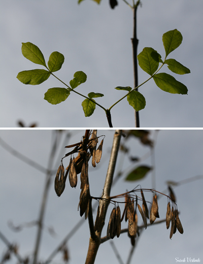 Healthy and wilted Oregon ash leaves