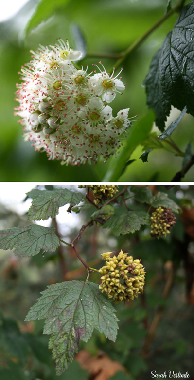 Pacific Ninebark during and after flowering phase