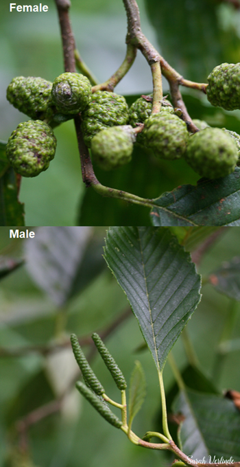 smaller cones of a female red alder tree on top and longer male cones below