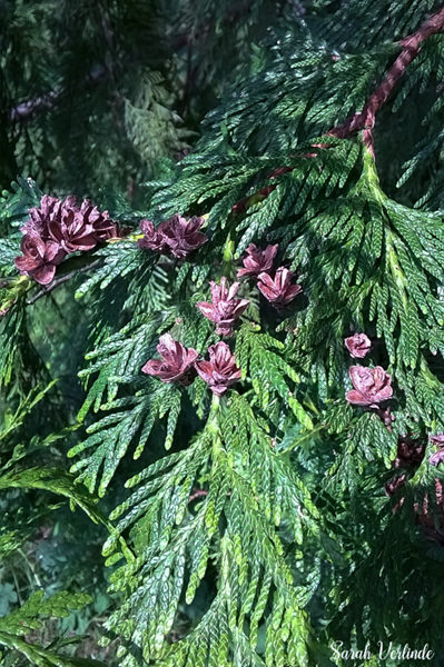 Cedar branches during a masting event (cones)