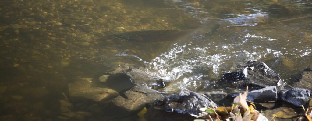 Salmon swimming in North Creek