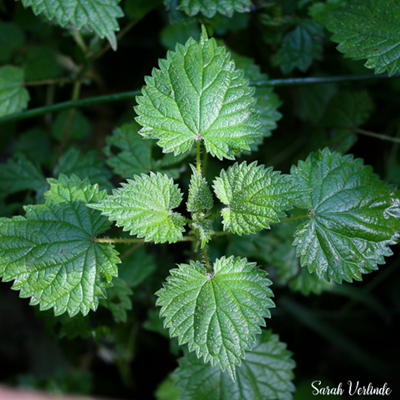 serrated stacking nettle leaves