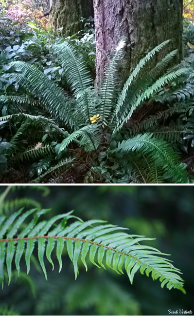 fronds of a sword fern on campus