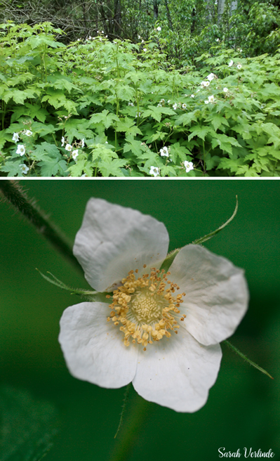 top: large leaves of thimbleberry bush
bottom: white thimbleberry flower