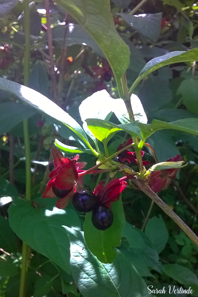 black twin berries with red sheathes