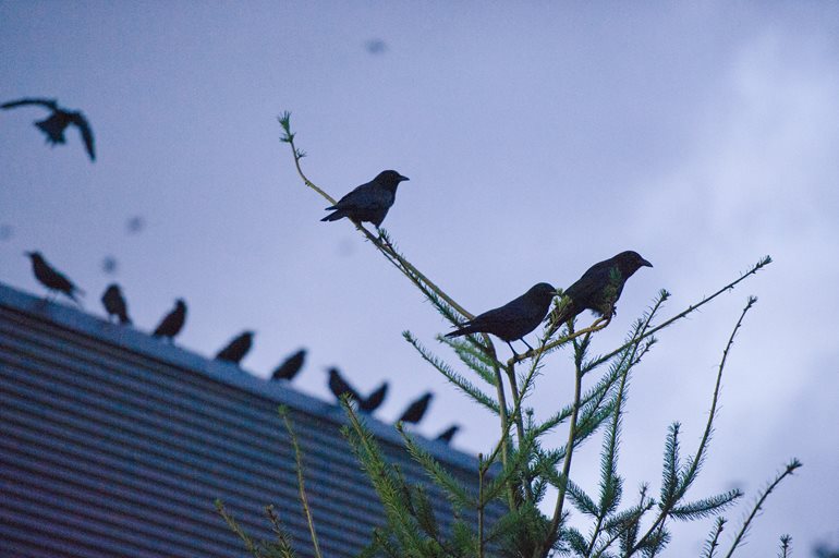 Crows on campus.