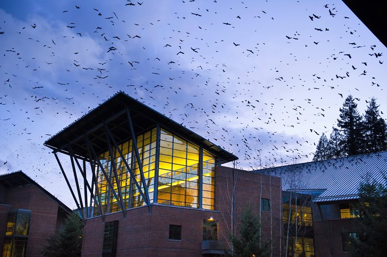 Crows flocking to UW Bothell