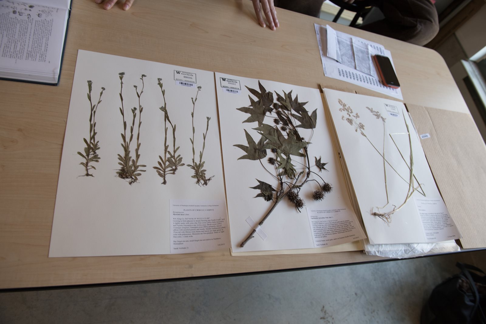 herbarium sheets on table