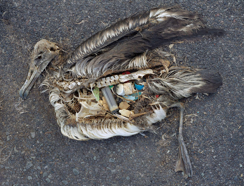 Unaltered stomach contents of a Laysan albatross fledgling