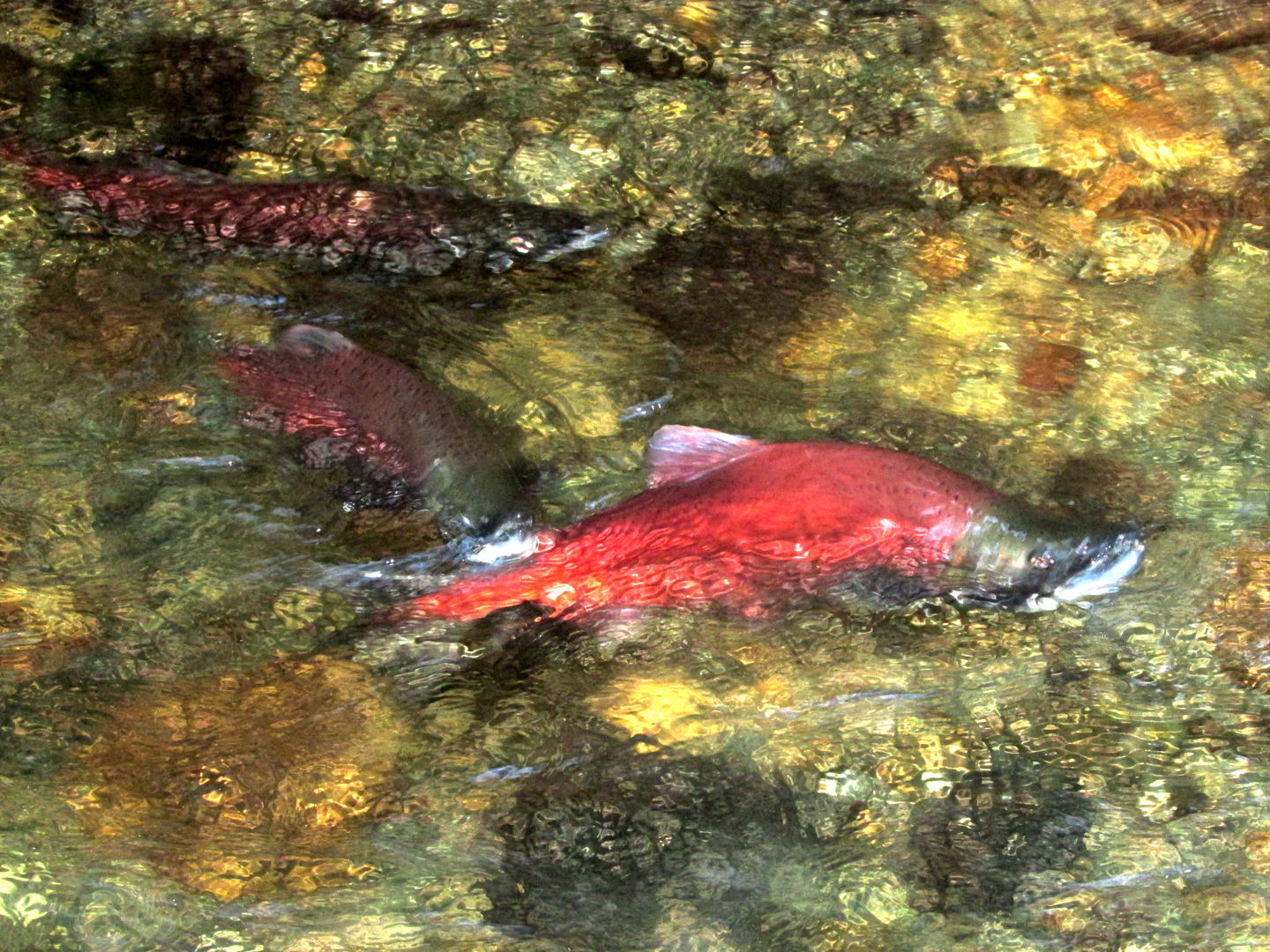 Red kokanee in stream