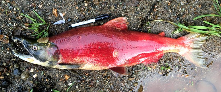 Sockeye