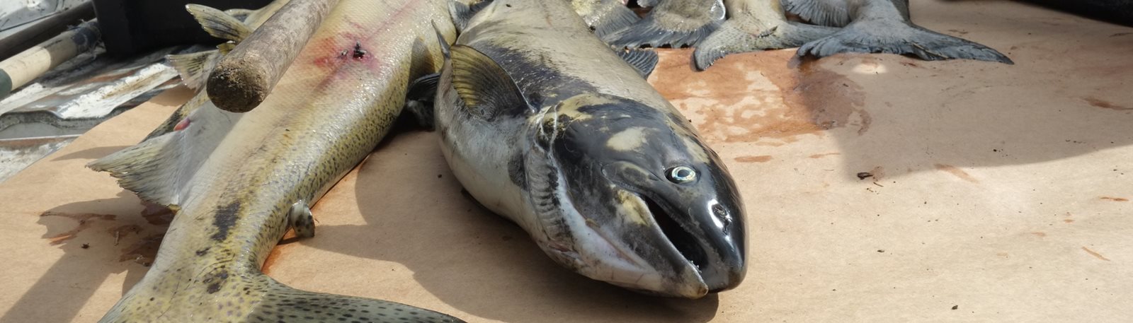 Salmon that have died in Washington's Wallace River before spawning. Source: Howard Hsu