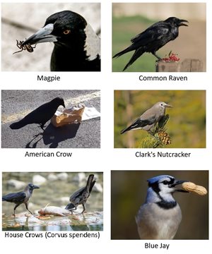 pictures of corvids with different food sources (bugs, fast food, etc)